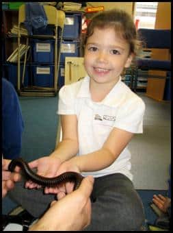 Child handling African Giant Black Millipede