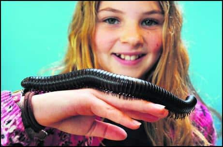 Child handling African Giant Black Millipede