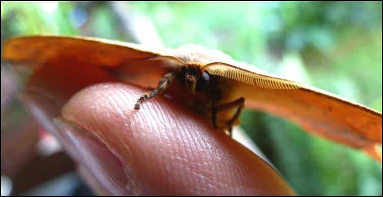 Close up of head of camouflaged moth