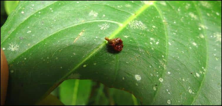 Closer view of tiny brown camouflaged spider on a leaf