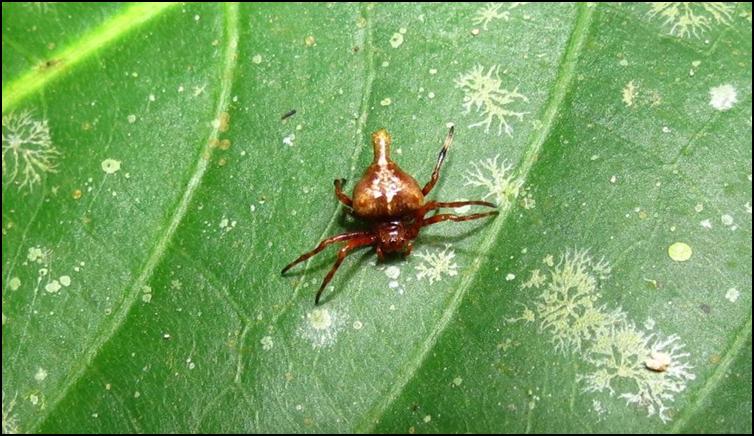 Close up of revealed tiny brown spider on a leaf