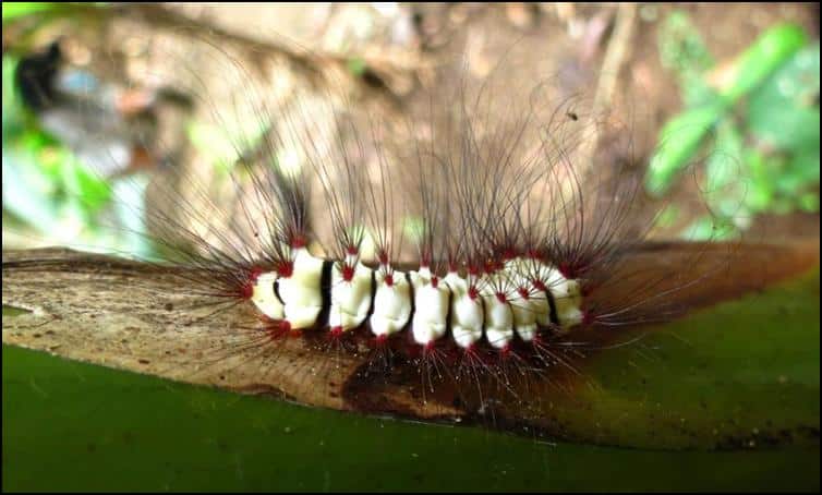 Caterpillar with long defensive hairs