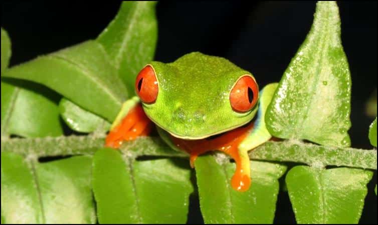 Tree frog front view