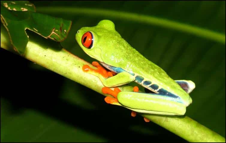 Tree frog side view