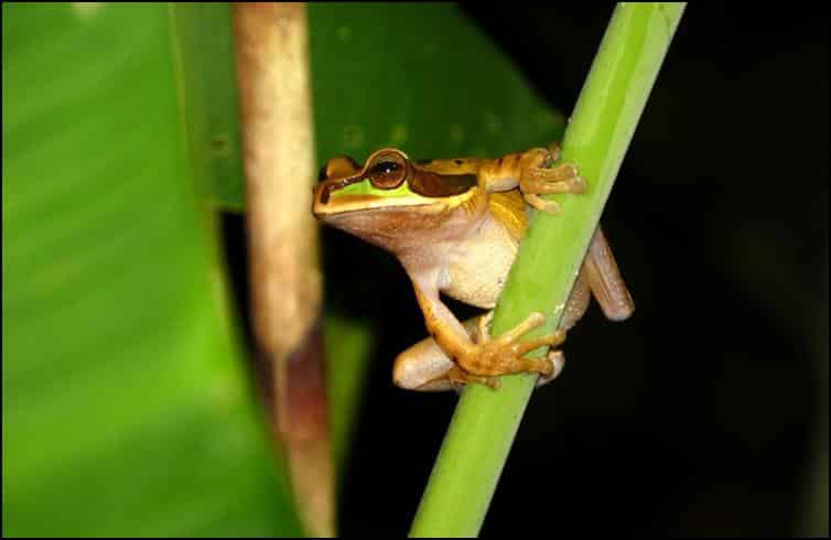 Underside of tree frog