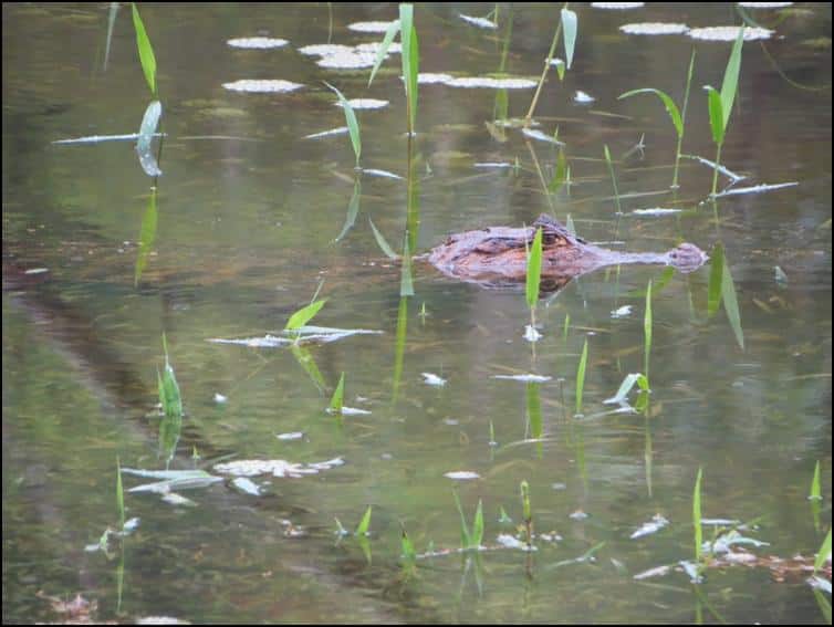 Smaller spectacled caiman