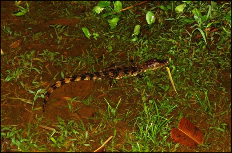 Young spectacled caiman