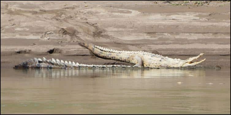 Riverside American alligator