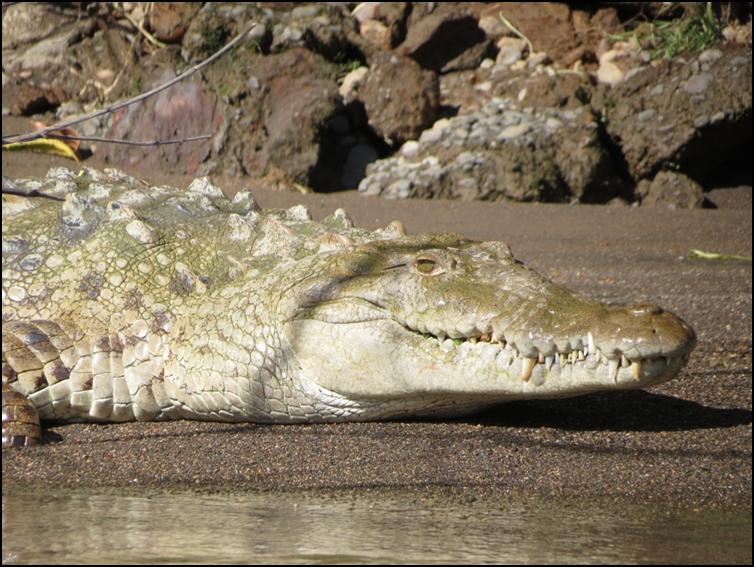 Closer shot of American alligator