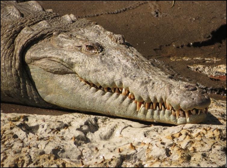 Close up of American alligator