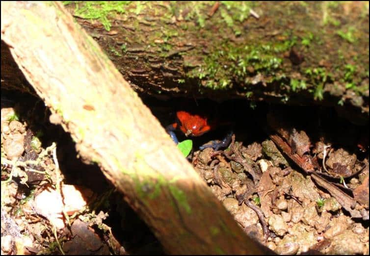 A new tiny green frog with a blue armpit and red spots has been discovered  in Costa Rican nature reserve