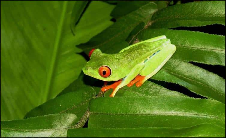 Red-eyed leaf frog (Agalychnis callidryas)