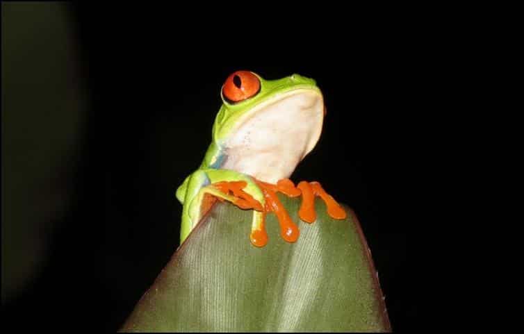 Red-eyed leaf frog (Agalychnis callidryas)