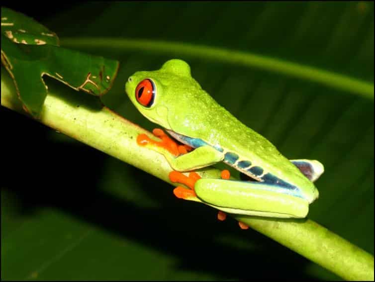 Red-eyed leaf frog (Agalychnis callidryas)