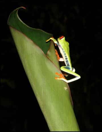 Side view of Red-eyed leaf frog (Agalychnis callidryas)