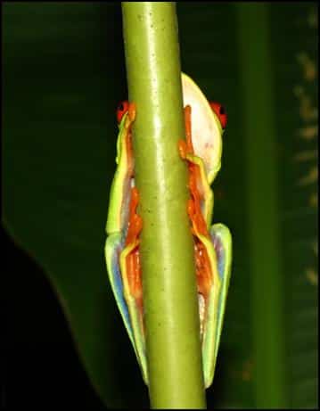 Underside of Red-eyed leaf frog (Agalychnis callidryas)