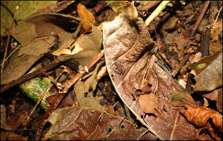 Camouflaged frog