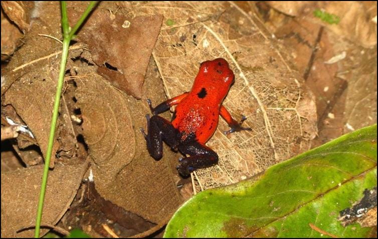 Strawberry poison dart frog