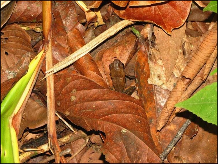 Camouflaged frog