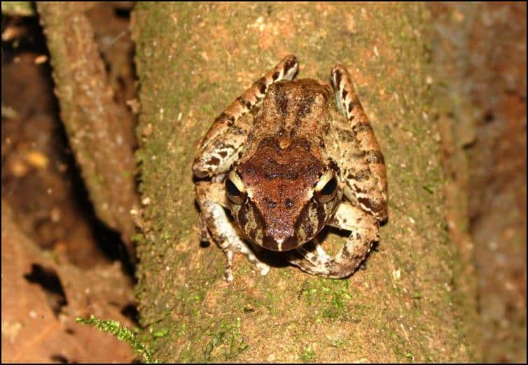 Unidentified frog