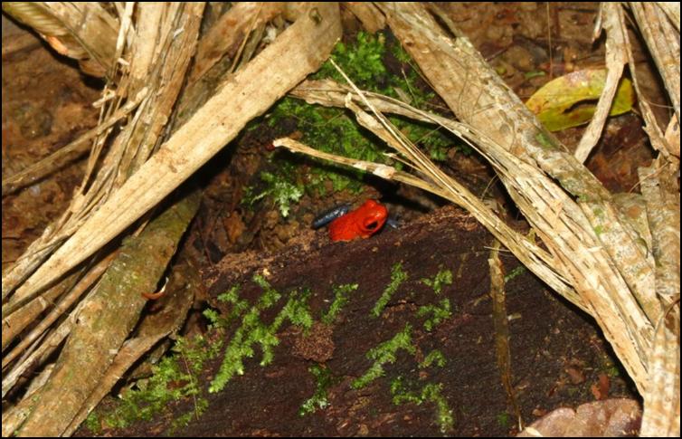 Secretive strawberry poison dart frog