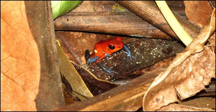 Blue jeans dart frog