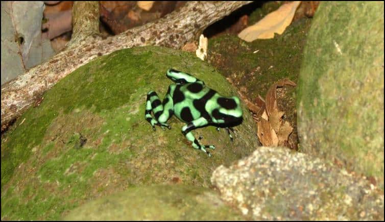 Green & black poison dart frog (Dendrobates auratus)