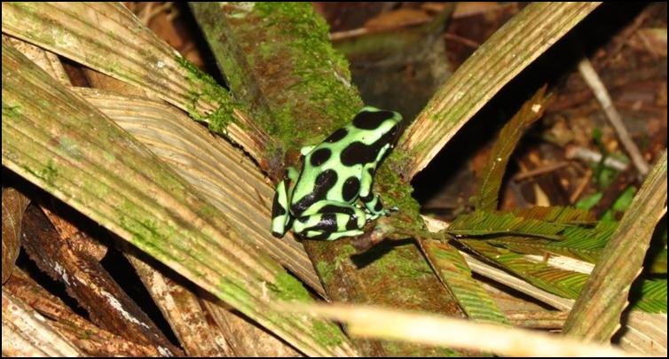 Green & black poison dart frog (Dendrobates auratus)