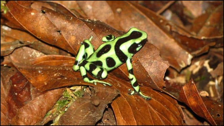 A new tiny green frog with a blue armpit and red spots has been discovered  in Costa Rican nature reserve