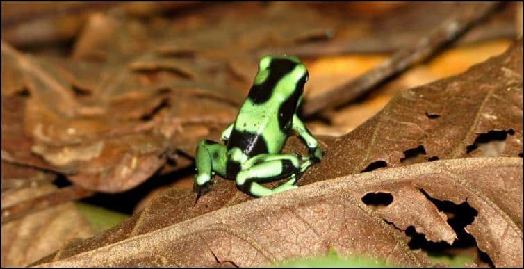 Green & black poison dart frog (Dendrobates auratus)