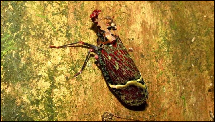 Lantern bug (Phrictus quinquepartitus)