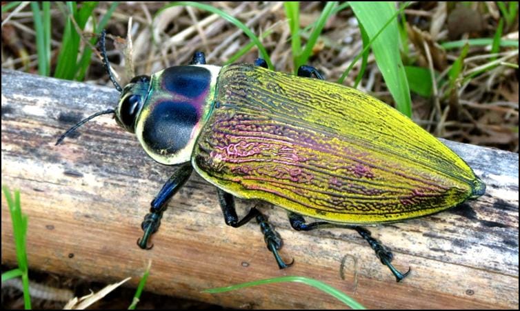 Another Ceiba borer beetle specimen