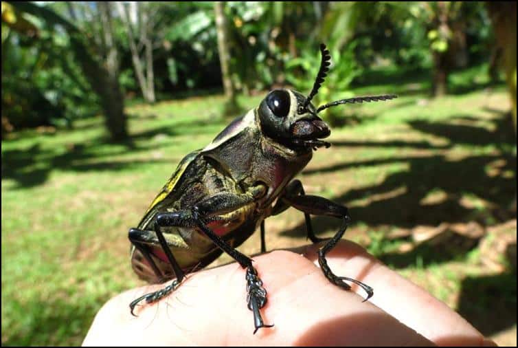 Ceiba borer beetle