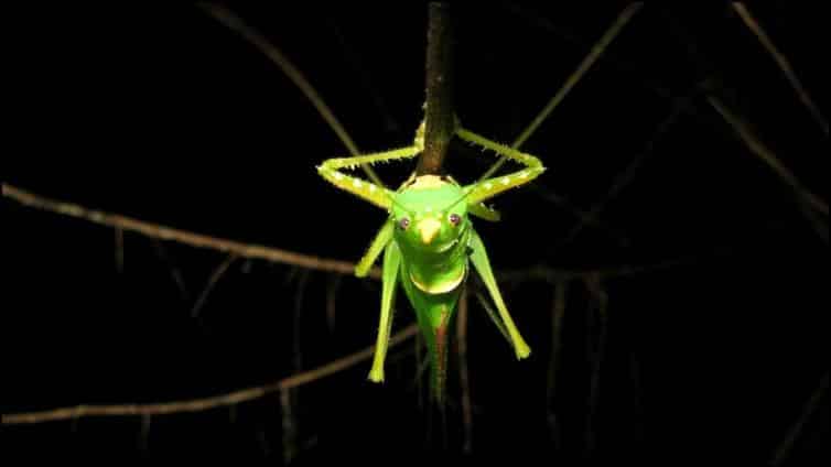 Upside down Rhinoceros spear-bearer (Copiphora rhinoceros)