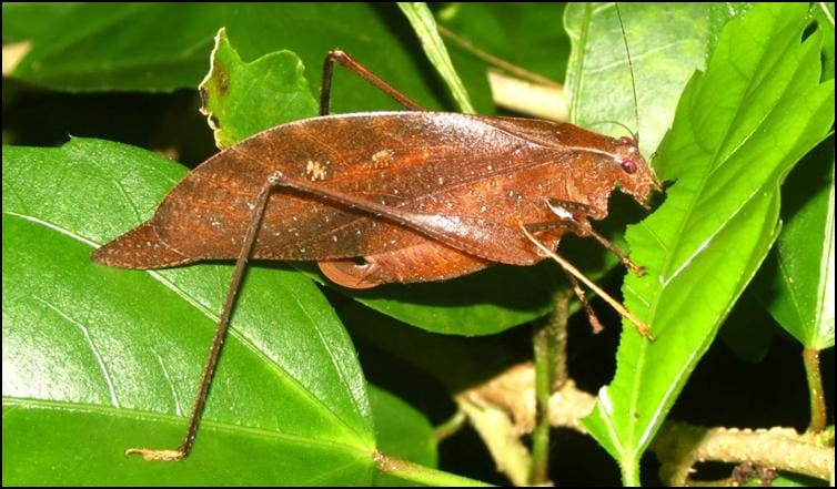 Unidentified Katydid species