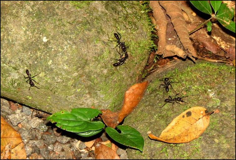 Bullet ants (Paraponera clavata)