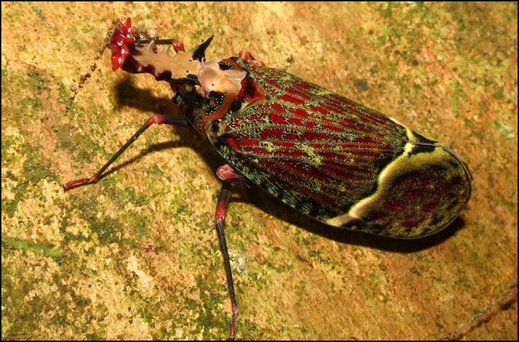 Lantern bug (Phrictus quinquepartitus)