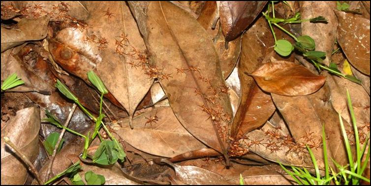 Army ants (Eciton burchellii)
