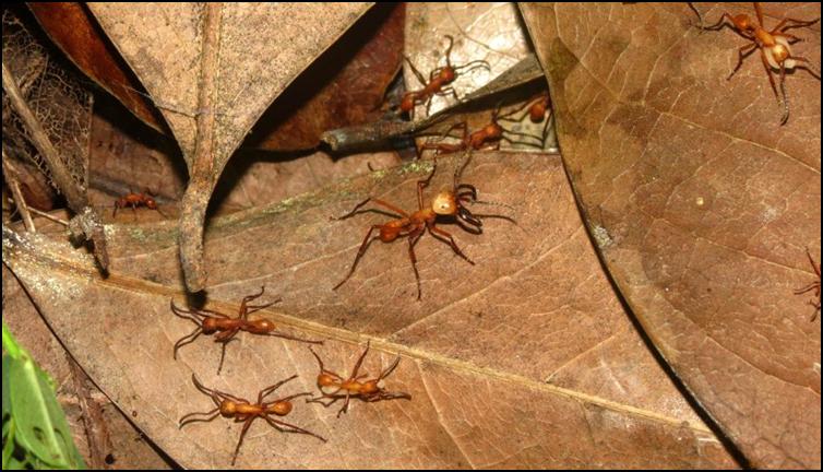 Army ants with larvae (Eciton burchellii)