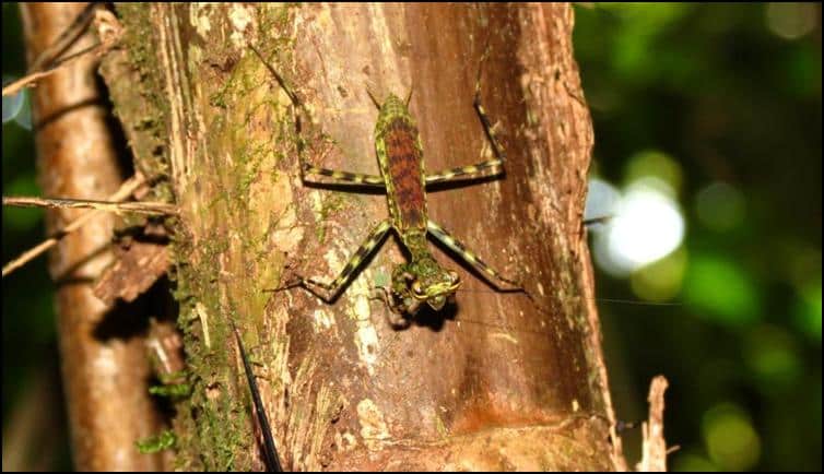 Unidentified Mantis species