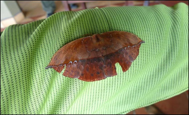 Dead leaf camouflaged moth