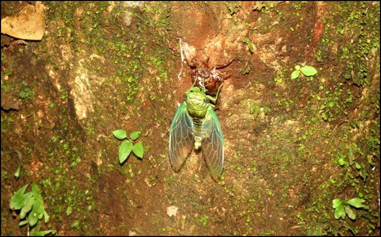 Moulting Cicada