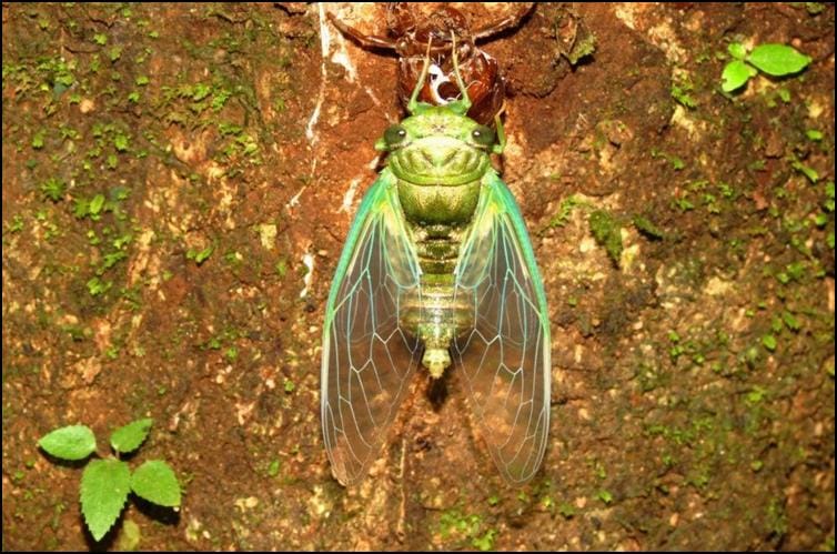 Moulting Cicada