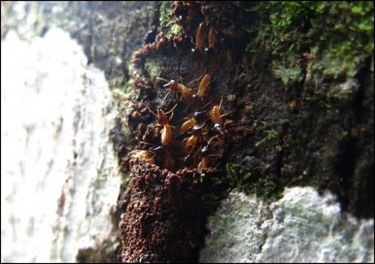 Termite tubes being repaired