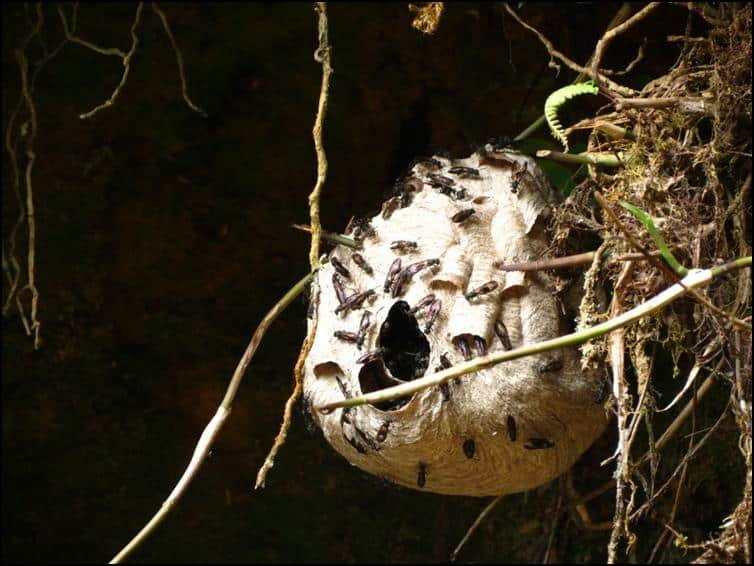 Wasp nest