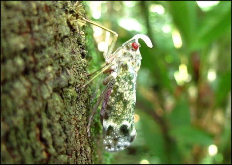 Smaller Lantern Bug (Enchophora sanguinea)