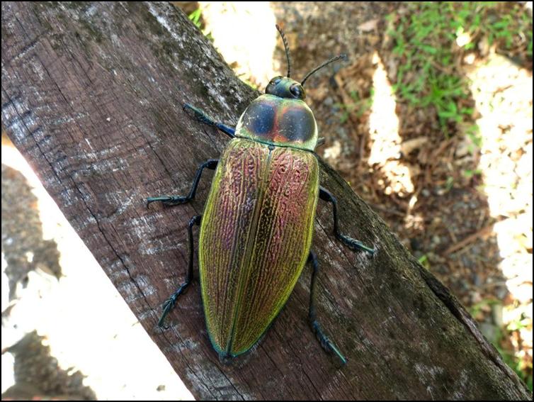Ceiba borer beetle (Euchroma gigantea)