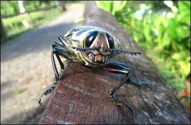 Close up photo of Ceiba borer beetle