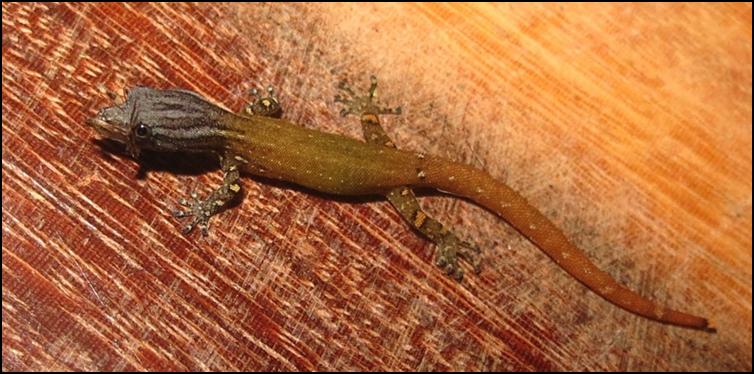 Western pygmy gecko
