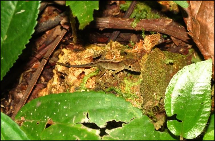 Unidentified Anole